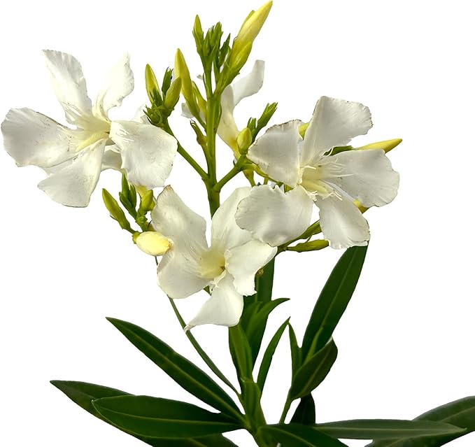 Hardy White Oleander – 3 gal - White Flowers on a Large Evergreen Shrub with a Tropical Appeal – Zones 8-10 - Nerium Oleander 'Hardy White' - 3 Gallon Pot