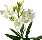 Hardy White Oleander – 3 gal - White Flowers on a Large Evergreen Shrub with a Tropical Appeal – Zones 8-10 - Nerium Oleander 'Hardy White' - 3 Gallon Pot