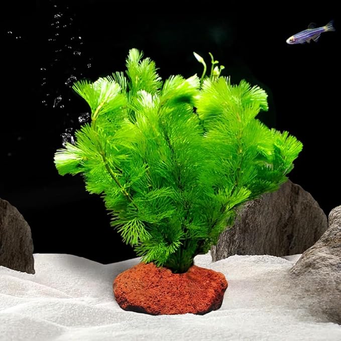 7 Green Cabomba Plants Live, Aquarium Plants Live, Live Cambomba Plant, 4 to 6 Inc Tall Aquatic Pond Plant