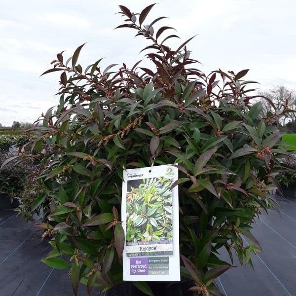 ReJoyce Coast Leucothoe – Evergreen Shrub for Shade Gardens, Borders & Containers – Fragrant, Deer-Resistant, Pet Safe – Low Maintenance, Attractive Foliage & Blooms 1 Gallon
