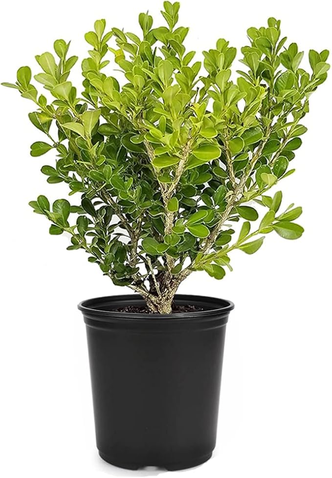 Japanese Boxwood | 1 Live 4 Inch Plant | Buxus Microphylla | Evergreen Shrub, Low Maintenance, Ideal for Hedges, Dense Foliage, Perfect for Borders, Hardy Versatile Landscaping