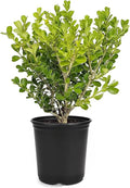 Japanese Boxwood | 1 Live 4 Inch Plant | Buxus Microphylla | Evergreen Shrub, Low Maintenance, Ideal for Hedges, Dense Foliage, Perfect for Borders, Hardy Versatile Landscaping
