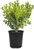 Japanese Boxwood | 1 Live 4 Inch Plant | Buxus Microphylla | Evergreen Shrub, Low Maintenance, Ideal for Hedges, Dense Foliage, Perfect for Borders, Hardy Versatile Landscaping