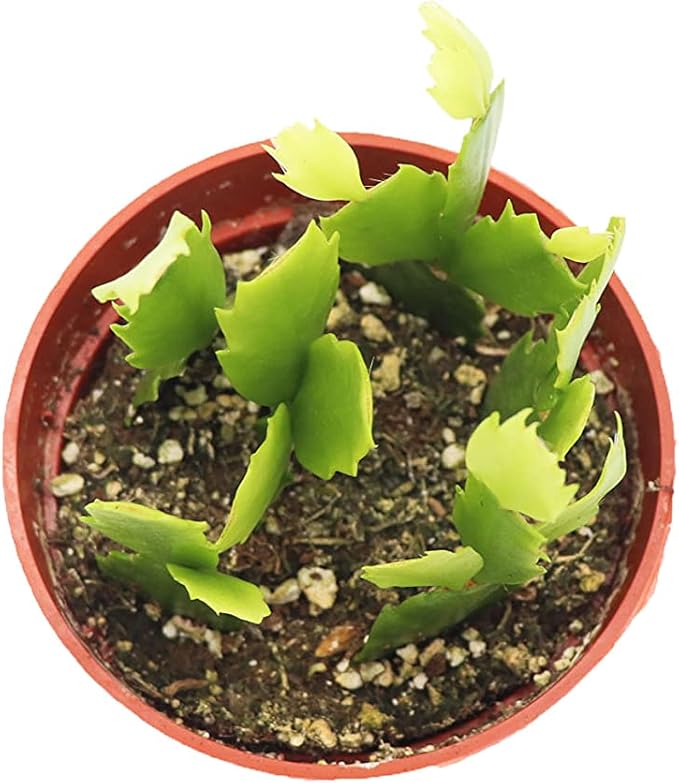 Pink Holiday Cactus, Christmas and Thanksgiving Hybrid - 4'' from California Tropicals