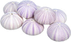Nautical Crush Trading Sea Urchins Shells for Air Plants - 8 Purple (1.5-2.5") Sea Urchin Shells - Hanging Air Plant Holder - Air Plants Live Holders - Air Plant Pot - No Plants Included