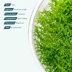SubstrateSource Live Plant - Hedyotis salzmannii - Midground Stem with Bright Green Growth, Snail-Free in Vitro Aquarium Plant - Tissue Culture