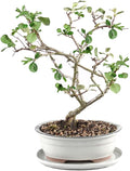 Flowering Quince with White 10" Ceramic Tray