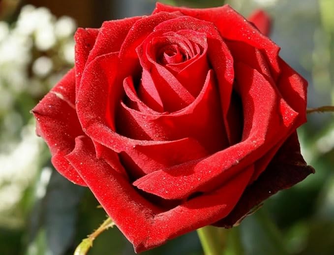 100 pcs Rose Flower Seeds Perennial Flowers Rare Plants Garden Bonsai Garden