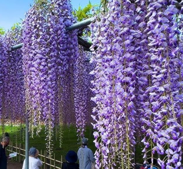 2 Blue Flowering Chinese Wisteria Vines - 18-24" Tall Live Plants - Wisteria Seedlings - Wisteria sinensis - (2 Pack)