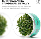 UNS Snail Free TC Bucephalandra Sanggau Mini Wavy (Bucephalandra sp. 'Sanggau Mini Wavy') - Low to Medium Light, Dark Green Accent, Foreground Tank Placement - Tissue Culture, 1 Pack