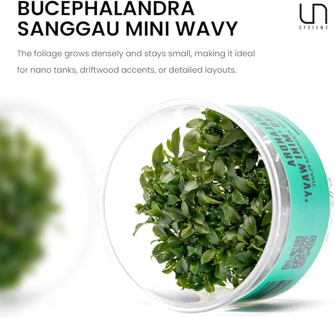 UNS Snail Free TC Bucephalandra Sanggau Mini Wavy (Bucephalandra sp. 'Sanggau Mini Wavy') - Low to Medium Light, Dark Green Accent, Foreground Tank Placement - Tissue Culture, 1 Pack