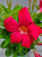 Coral Dipladenia Bush - Live Flower Plant - Tropical Plants of Florida - 14 inch Overall Height - 1 Gallon (Plant Only)
