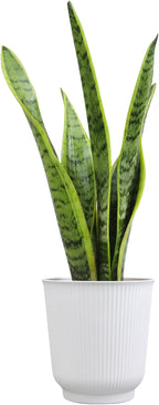 Altman Plants Sansevieria Laurentii Snake Plants (Approx. 10" Tall) in White Planter, Variegated Snake Plant Decor, Easy Plant Gift & Desk Plant, Live Snake Plant Live Indoor with Pot, Air Purifying