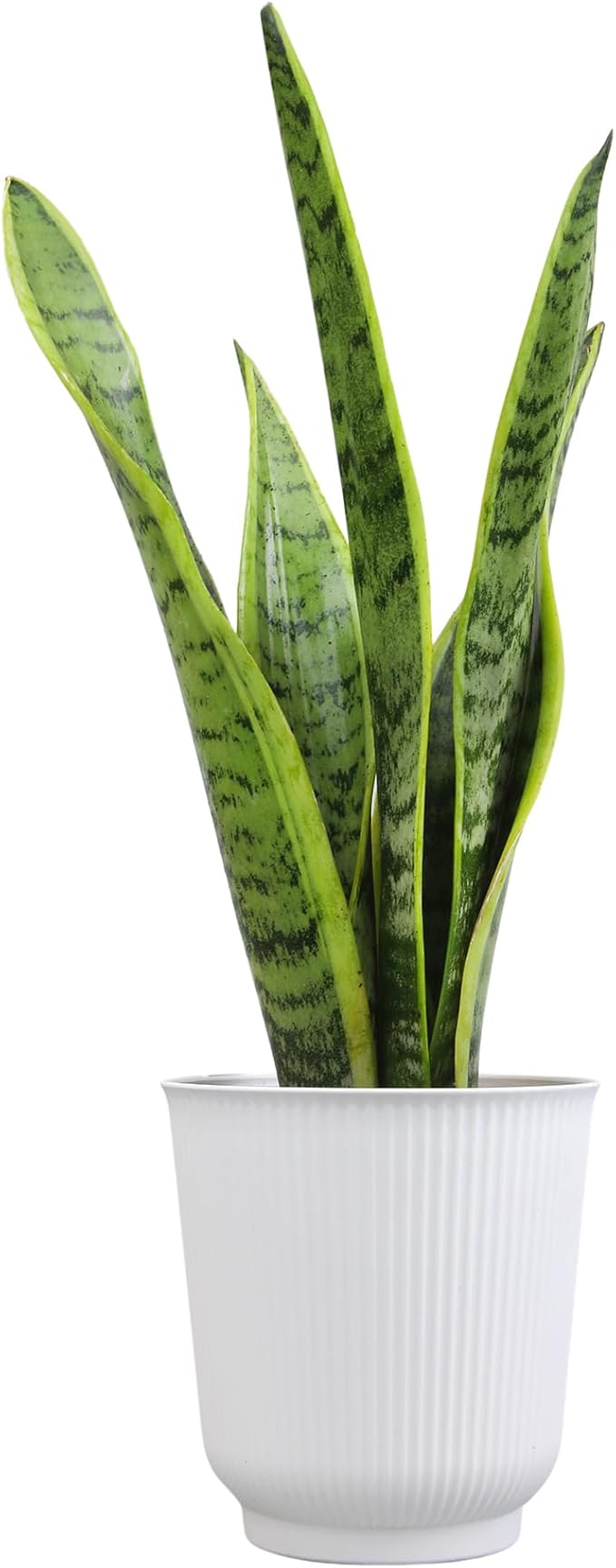 Altman Plants Sansevieria Laurentii Snake Plants (Approx. 10" Tall) in White Planter, Variegated Snake Plant Decor, Easy Plant Gift & Desk Plant, Live Snake Plant Live Indoor with Pot, Air Purifying