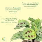 Thorsen's Greenhouse Green Prayer Plant, Live Indoor Plant, Pet Friendly, Uncommon Houseplant, Green Maranta, Easy to Grow, 4" Diameter Pot (Natural)