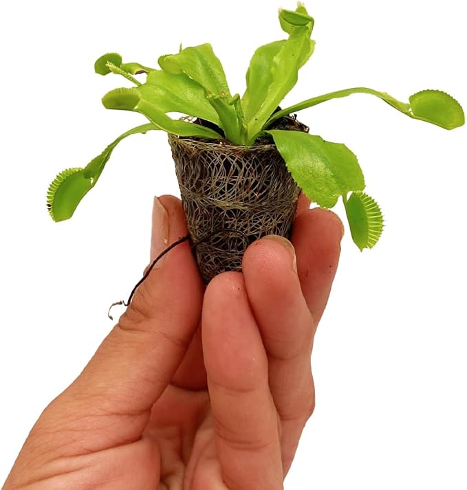 ragnaroc Dionaea Muscipula 2-4" (Venus Fly Trap) 1ct – Live Plant for Indoor Outdoor Use, Carnivorous Plant – Live Arrival Guaranteed