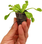 ragnaroc Dionaea Muscipula 2-4" (Venus Fly Trap) 1ct – Live Plant for Indoor Outdoor Use, Carnivorous Plant – Live Arrival Guaranteed