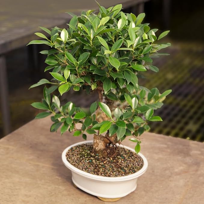 Brussel's Bonsai - Live Golden Gate Ficus Bonsai Tree in Ceramic Bonsai Pot, Indoor Bonsai Plant, 10 Years Old, 16-20 Inches Tall, Easy Care Houseplant for Home or Office (Large, Green)