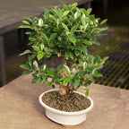 Brussel's Bonsai - Live Golden Gate Ficus Bonsai Tree with Ceramic Bonsai Pot & Humidity Tray, Indoor Bonsai Plant, 4 Years Old, 5-8 Inches Tall, Easy Care Houseplant for Home or Office (Small, Green)