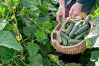 Park Seed Variety of Cucumber Seeds – Mini-Me F1 Organic & Green Light F1 | Easy to Grow, Non-GMO, Crisp & Flavorful Cucumbers for Snacking and Harvesting | Garden Bundle