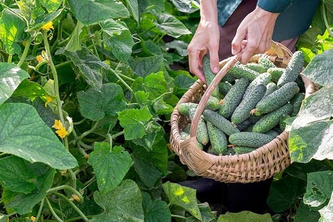 Park Seed Variety of Cucumber Seeds – Mini-Me F1 Organic & Green Light F1 | Easy to Grow, Non-GMO, Crisp & Flavorful Cucumbers for Snacking and Harvesting | Garden Bundle