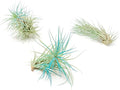 Teal Blue Colorful Tillandsia Air Plants - Long Lasting Color Enhanced Live Tillandsia Succulent House Plants - Home and Garden Decor - Easy Care Indoor and Outdoor (Funckiana, Pack of 3)