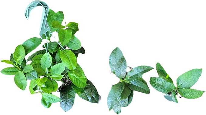 Hoya Shooting Star - Hoya Multiflora - Hoya Plants Live Houseplants - Stunning Shooting Star-Shaped Blooms - Air Purifying Tropical Vine - CA Seller (2 Plants in 4.5" Pot)