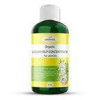 GARDENWISE Organic Premium Kelp Seaweed Fertilizer for Jasmin - Liquid Fertilizer - Liquid Plant Food - Nutrient-Rich Soil Enhancer - Natural Plant Food for Jasmin (32 OZ)