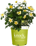 1 Gallon Easy Bee-zy Knock Out Rose