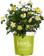 1 Gallon Easy Bee-zy Knock Out Rose