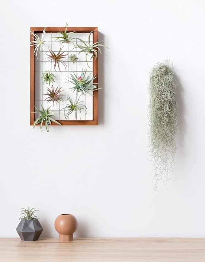 Mkono Air Plant Frame Hanging Airplant Holder Tillandsia Display Hanger Wooden Shelf Wall Decor for House Plants, Succulent, Christma Gifts for Plant Lovers, 16" (Plant Not Included)
