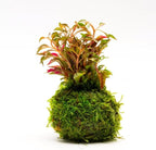 SubstrateSource Live Planted Decor - Calico Plant (Alternanthera bettzickiana ‘Red’) on Clay Moss Ball - Pink-Red Stems with Green-Yellow, Medium Light, Midground to Background Placement, 1 Pack