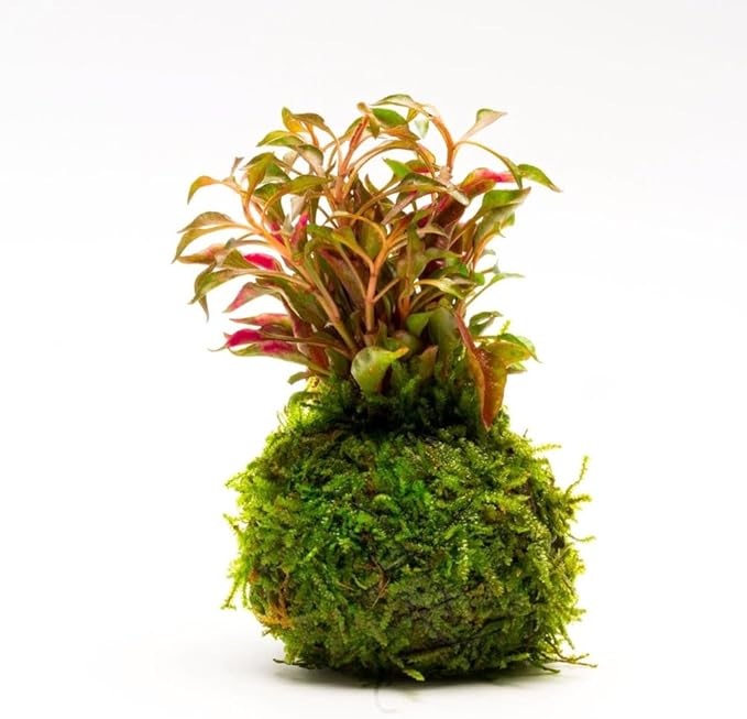 SubstrateSource Live Planted Decor - Calico Plant (Alternanthera bettzickiana ‘Red’) on Clay Moss Ball - Pink-Red Stems with Green-Yellow, Medium Light, Midground to Background Placement, 1 Pack