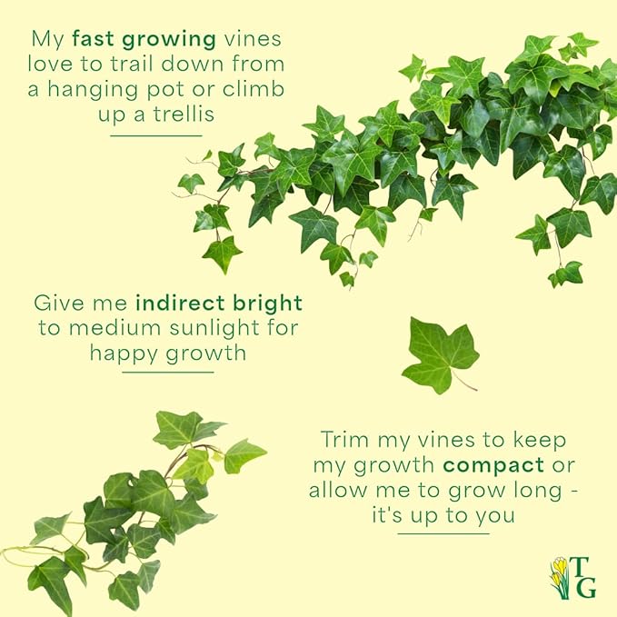 Thorsen's Greenhouse Live Green English Ivy Plant, Hedera Helix, Natural Air Purifier, Easy to Grow, Live Indoor Houseplant, (Navy - 6" Pot)