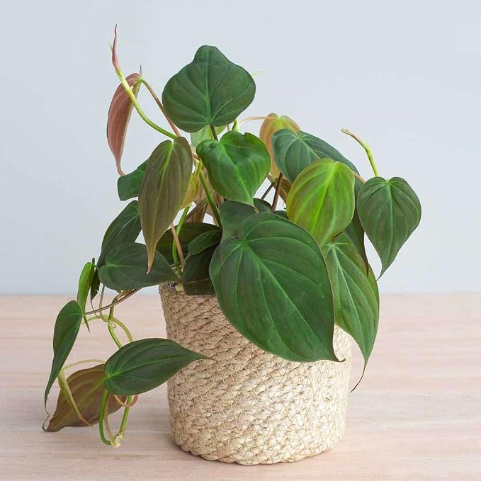 Philodendron Velvet Live Plant for Indoor | Different Houseplants in 4'' & 6'' Pot | Real House Plant for Living Room, Office, Desk & Bathroom | Micans Heart-Leaf