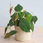 Philodendron Velvet Live Plant for Indoor | Different Houseplants in 4'' & 6'' Pot | Real House Plant for Living Room, Office, Desk & Bathroom | Micans Heart-Leaf