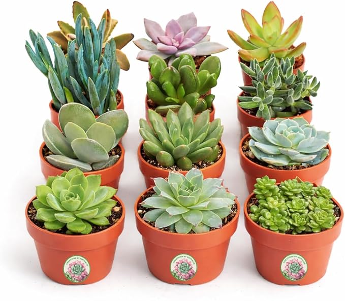 Creations by Nathalie 12 Pack Live Succulent Plants – Assorted Small Indoor Succulents, Bulk Easy Care Live Plants for Events, Wedding Favors, Home, Office & Terrariums
