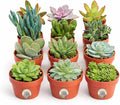 Creations by Nathalie 12 Pack Live Succulent Plants – Assorted Small Indoor Succulents, Bulk Easy Care Live Plants for Events, Wedding Favors, Home, Office & Terrariums