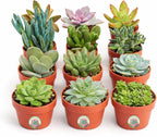Creations by Nathalie 12 Pack Live Succulent Plants – Assorted Small Indoor Succulents, Bulk Easy Care Live Plants for Events, Wedding Favors, Home, Office & Terrariums