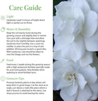 American Plant Exchange Gardenia Bush ‘Mini Veitchii’ – Live 6-Inch Indoor Flowering Plant, Fragrant Houseplant for Home or Office, for Mother's Day & Year-Round Décor