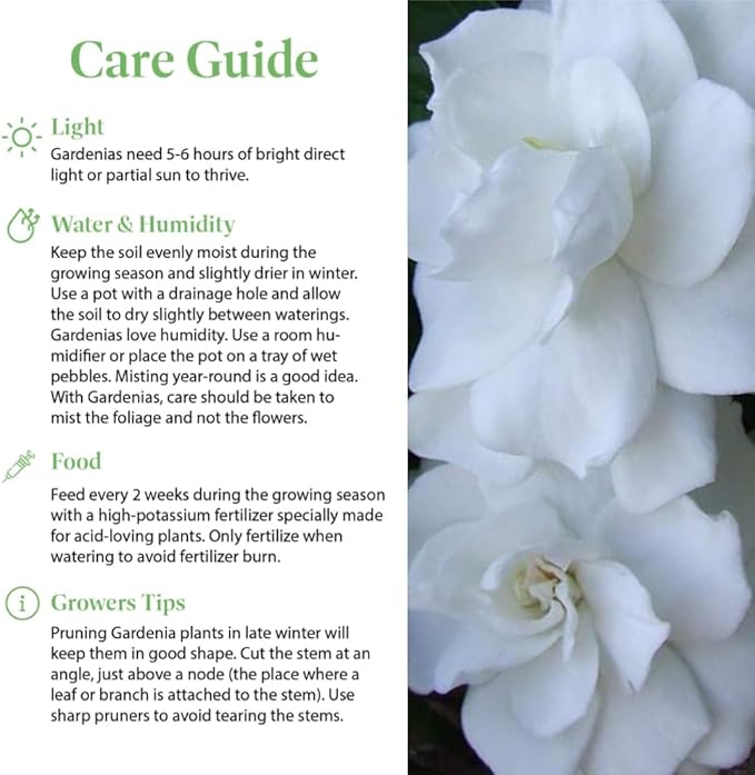 American Plant Exchange Gardenia Bush ‘Mini Veitchii’ – Live 6-Inch Indoor Flowering Plant, Fragrant Houseplant for Home or Office, for Mother's Day & Year-Round Décor