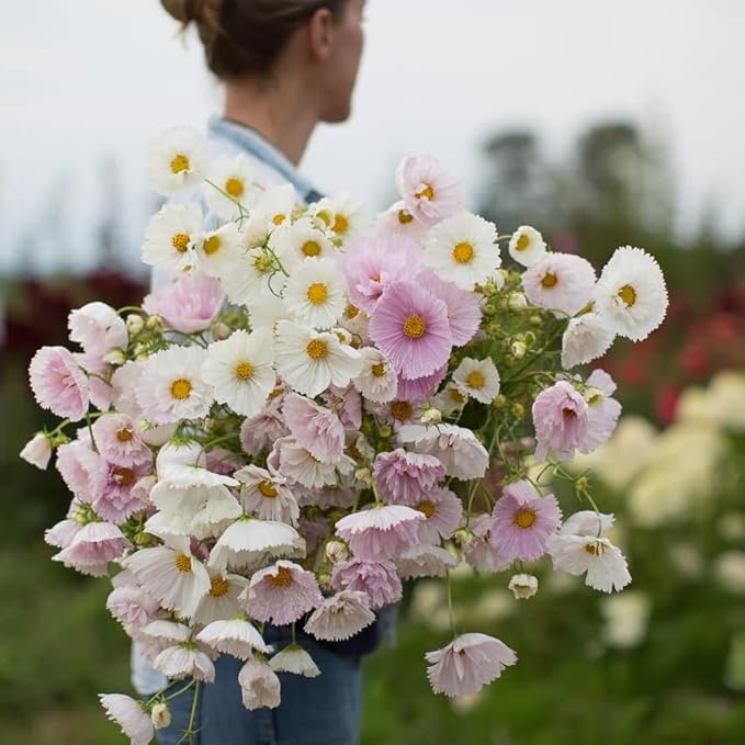 Rare Blush Pink Cosmos Seeds for Planting Non-GMO Cupcakes Cosmos Seeds Outdoors Graden - 300 Seeds