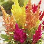 100pcs Mixed Celosia Seed for Planting - Celosia Cristata Plumosa Cockscomb Woolflower Non-GMO Heirloom Seeds to Plant Exotic Flower for Outdoors