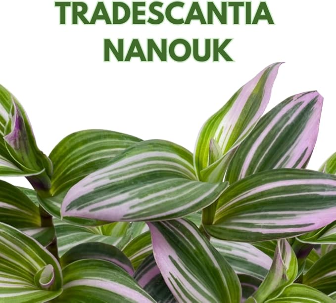 BubbleBlooms Pink Tradescantia Nanouk, Variegated Wandering Jew, Rare 2 inch Tiny Mini Pixie Plant