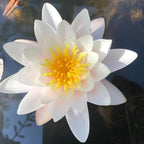 Mainam White Nymphaea Colossea Live Aquarium Plant Hardy Water Lilies Tuber for Freshwater Fish Pond Balcony
