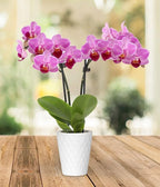 From You Flowers - Graceful Mini Orchid for Birthday, Anniversary, Get Well or Celebration
