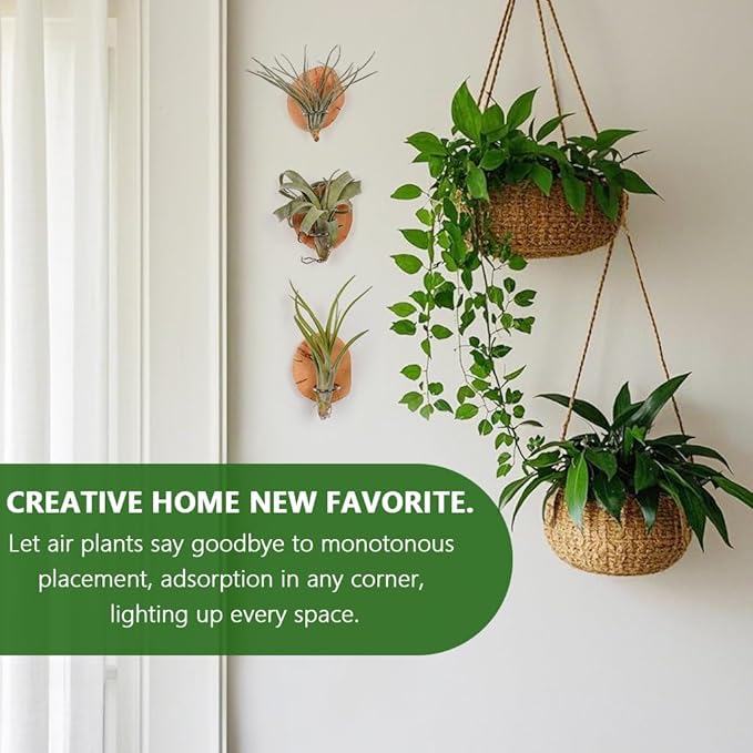 MITIME Magnetic air Plant Holder Refrigerator Sticker, Natural Wood Irregular Shape air Plant Wall Mount Holder. Refrigerator, Wall Decoration.Living Rooms, and Kitchens (Cypress Wood, 6)