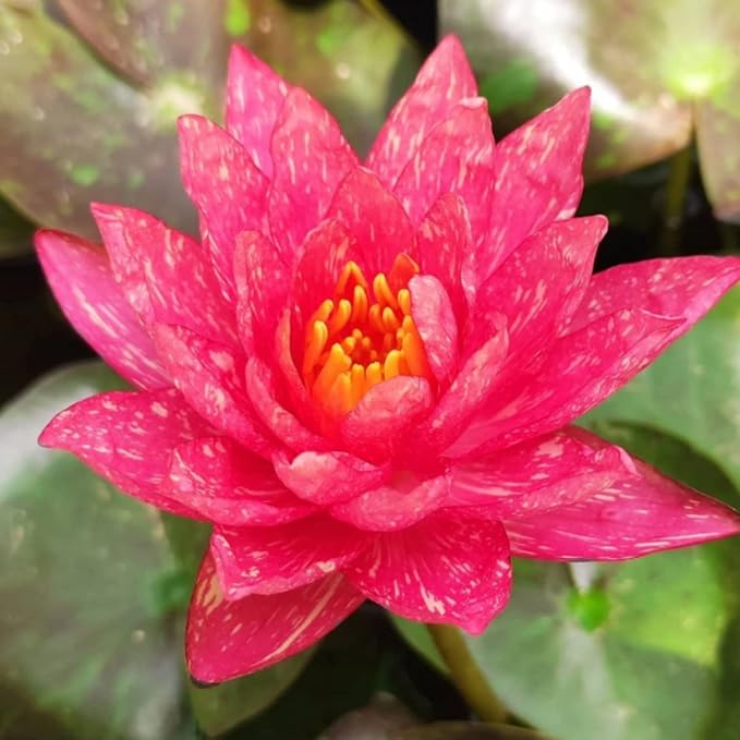 Mainam Red Nymphaea Wanvisa Live Aquarium Plant Hardy Water Lilies Tuber for Freshwater Fish Pond Balcony