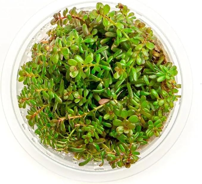 SubstrateSource Live Plant - Rotala H'ra Tissue Culture Aquatic Live Aquarium Plant - 100% Snail Free in Vitro Cup (Rotala H'ra)