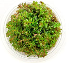 SubstrateSource Live Plant - Rotala H'ra Tissue Culture Aquatic Live Aquarium Plant - 100% Snail Free in Vitro Cup (Rotala H'ra)